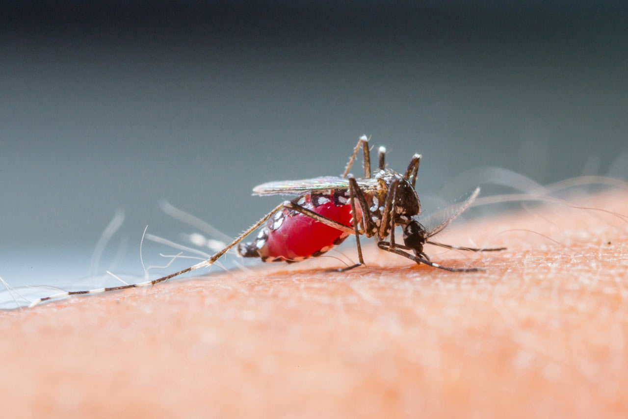 Malaria (Zimnica)