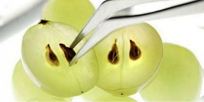 Nasiona winogron lepsze niż chemioterapia