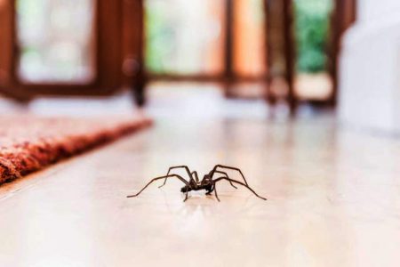 Sezon na pająki w domu rozpoczęty. To oznacza bardzo złe wieści!