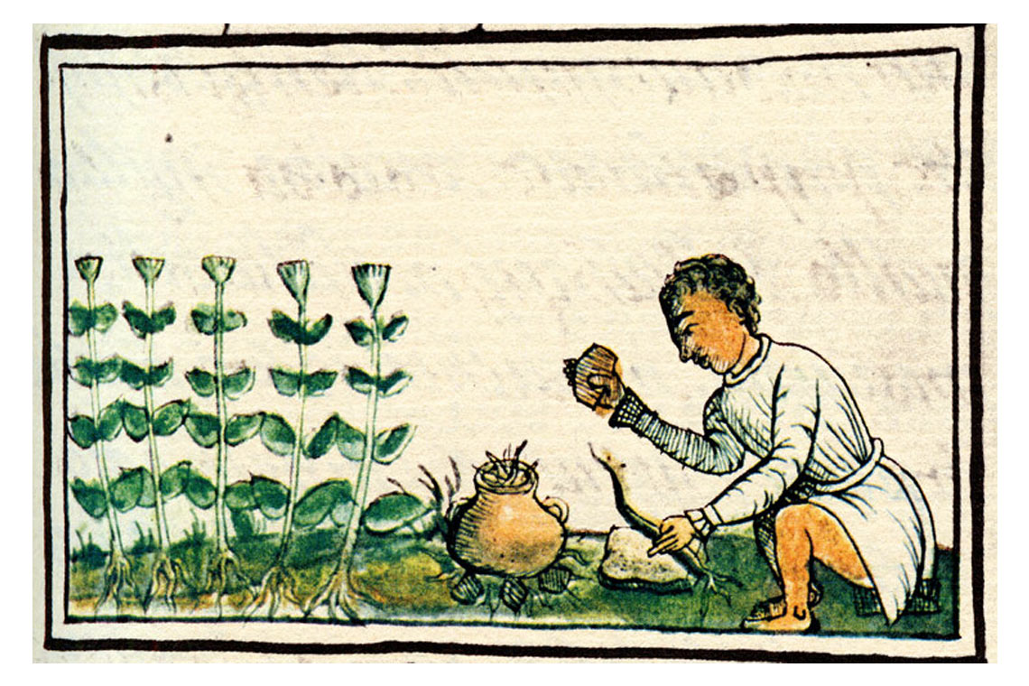 Historia ziołolecznictwa
