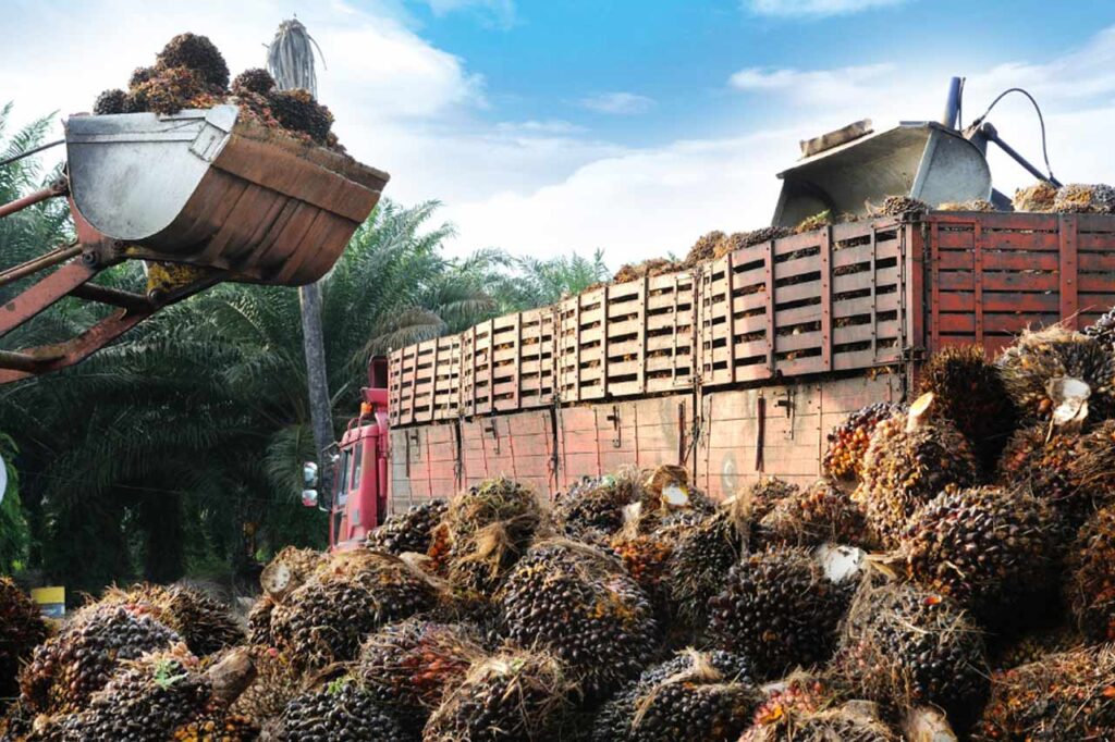 Jak pozyskiwany jest olej palmowy
